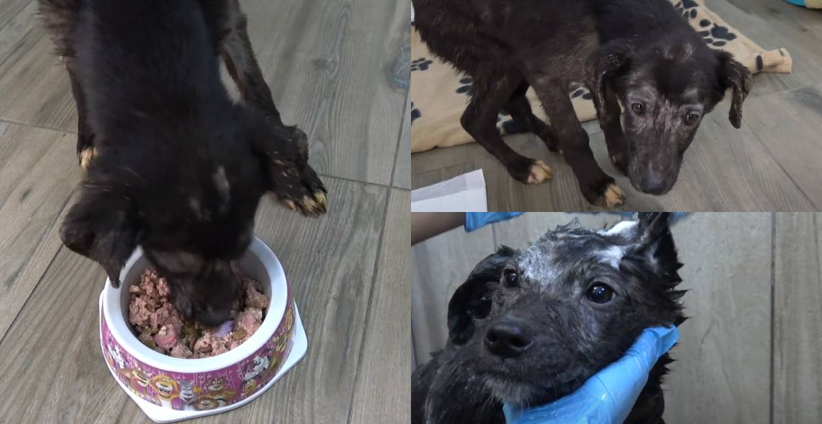 Rescued dog Mina gets treated at the shelter