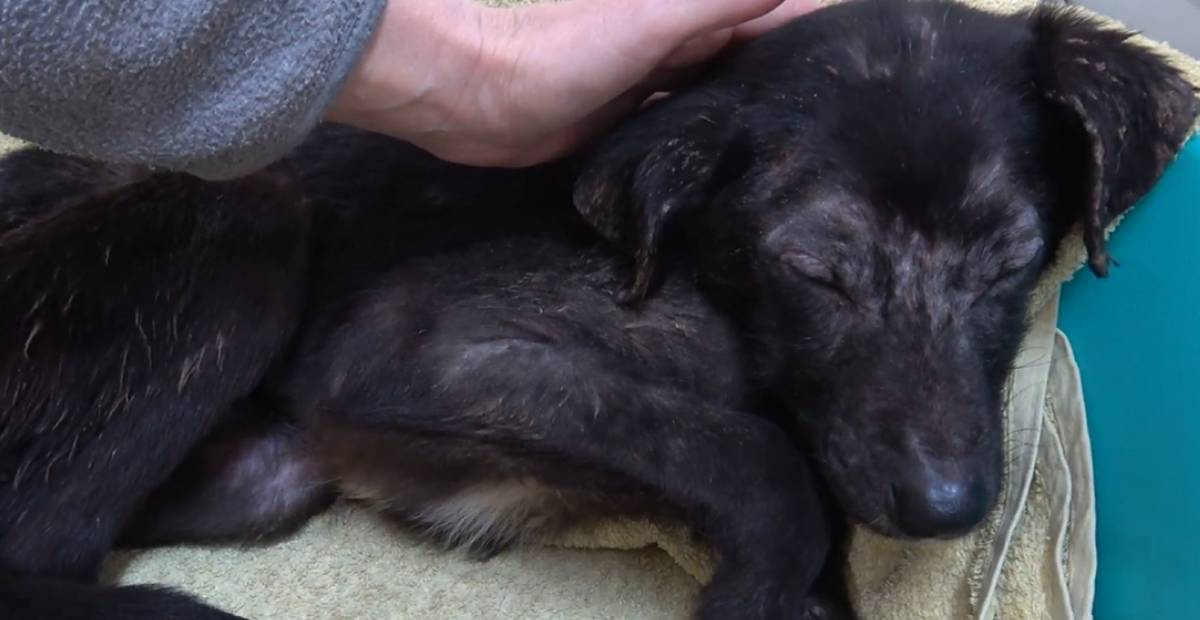 Rescued dog cowers from pats
