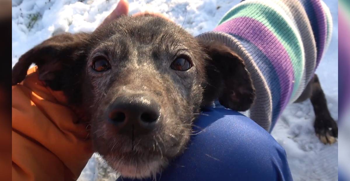 Rescued dog Mina being friendly to her rescuer
