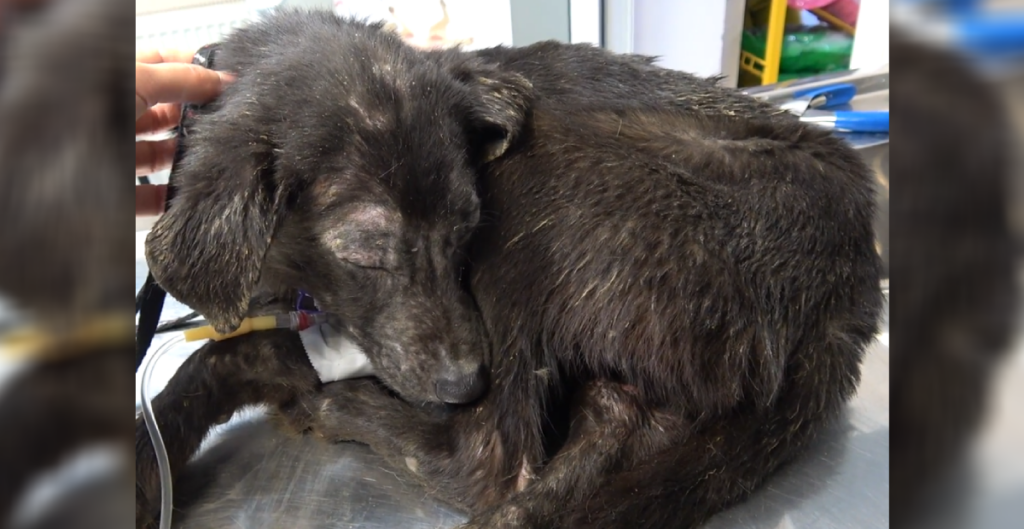 Rescued dog Mina cowering because of her injuries