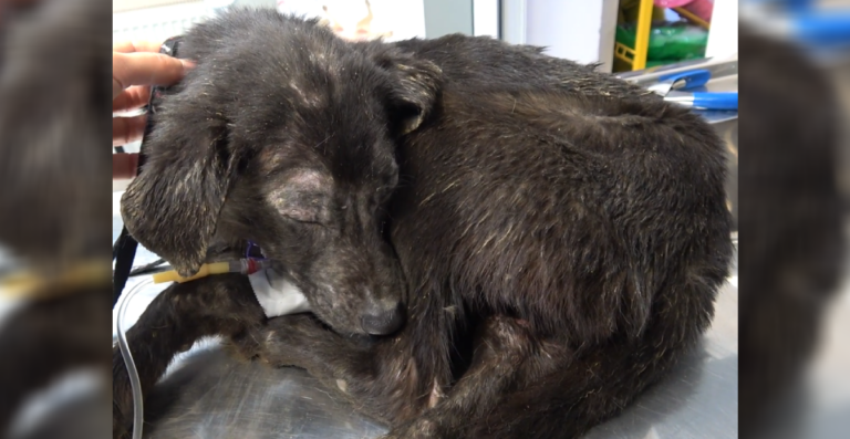 This Traumatized Pooch Would Cower At Every Touch, But Her Rescuers Did Not Give Up