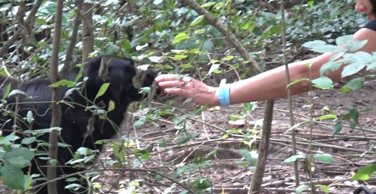 Stray dog Tina accepts her rescuer's hand