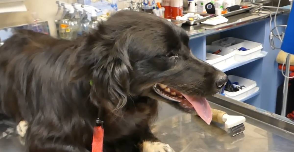 Stray dog Tina showing her infected eyes at the vet