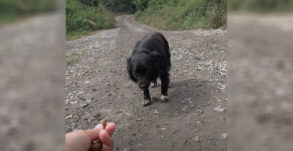 A stray is lured to safety using treats