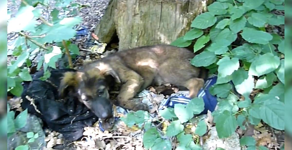 Puppy lies on trash in the forest