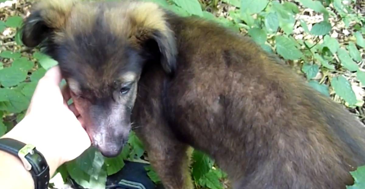 Rescuer comforts abandoned puppy Zooey
