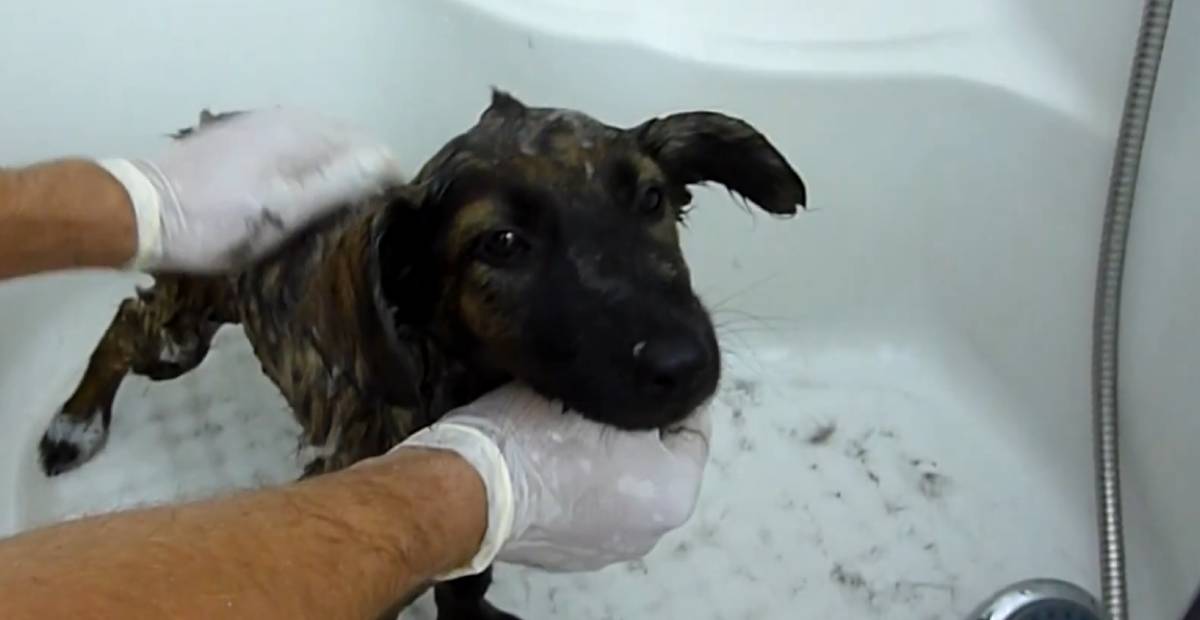 Puppy gets a warm bath for her fur issues