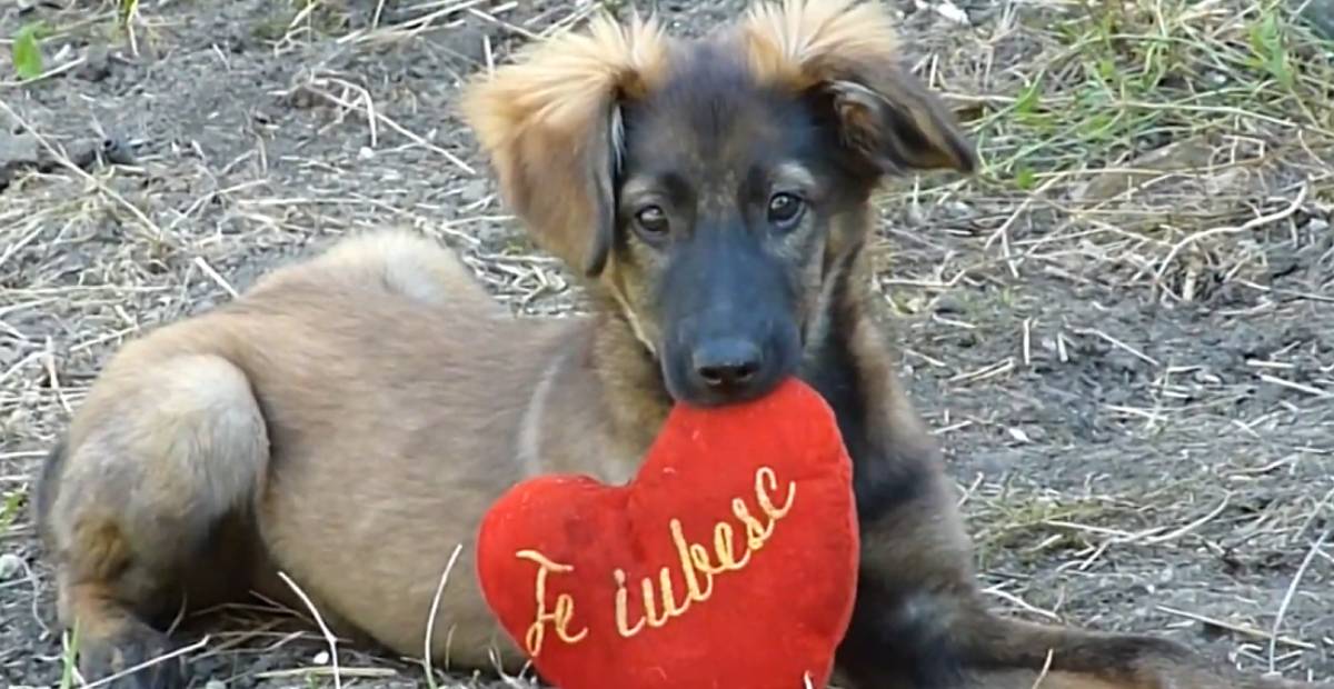 Puppy playfully biting a pillow