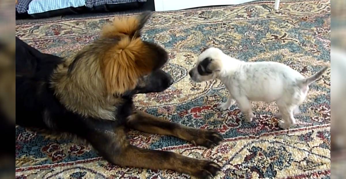 Zooey plays with a younger puppy