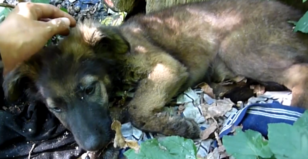 Abandoned puppy lying on filth