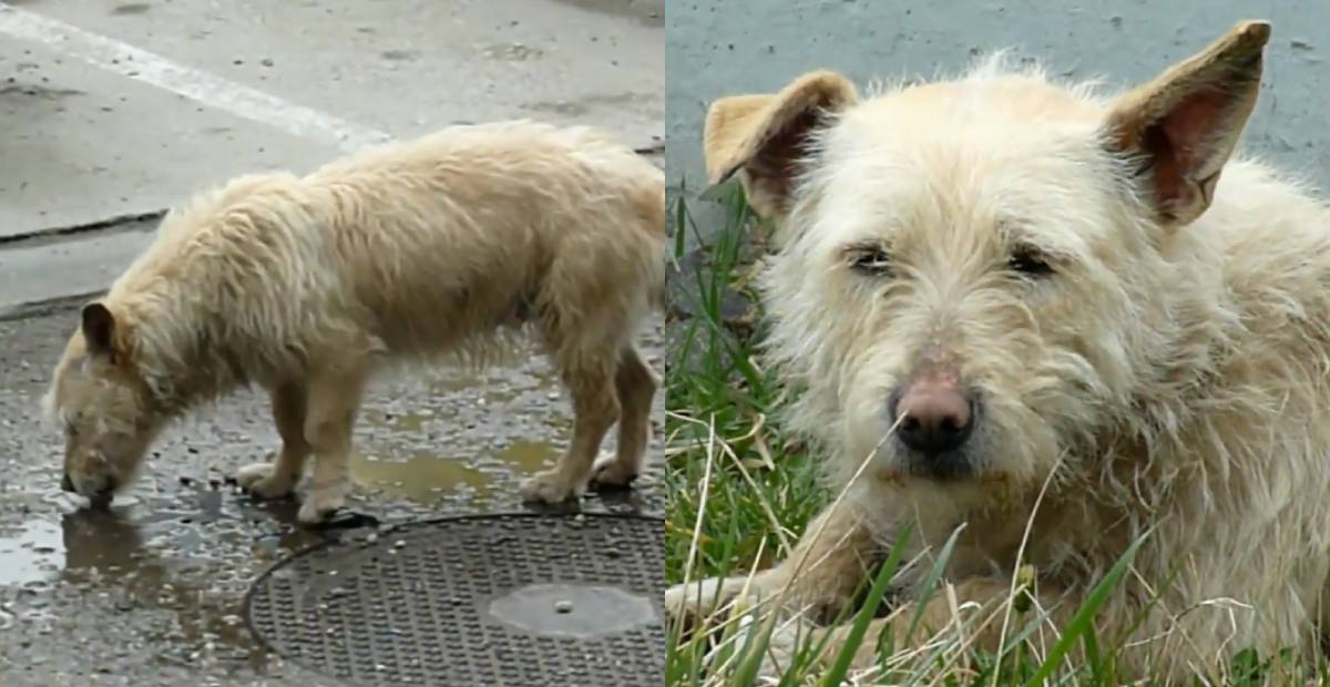 Stray dog Zuzi looking weak and drinking from a puddle
