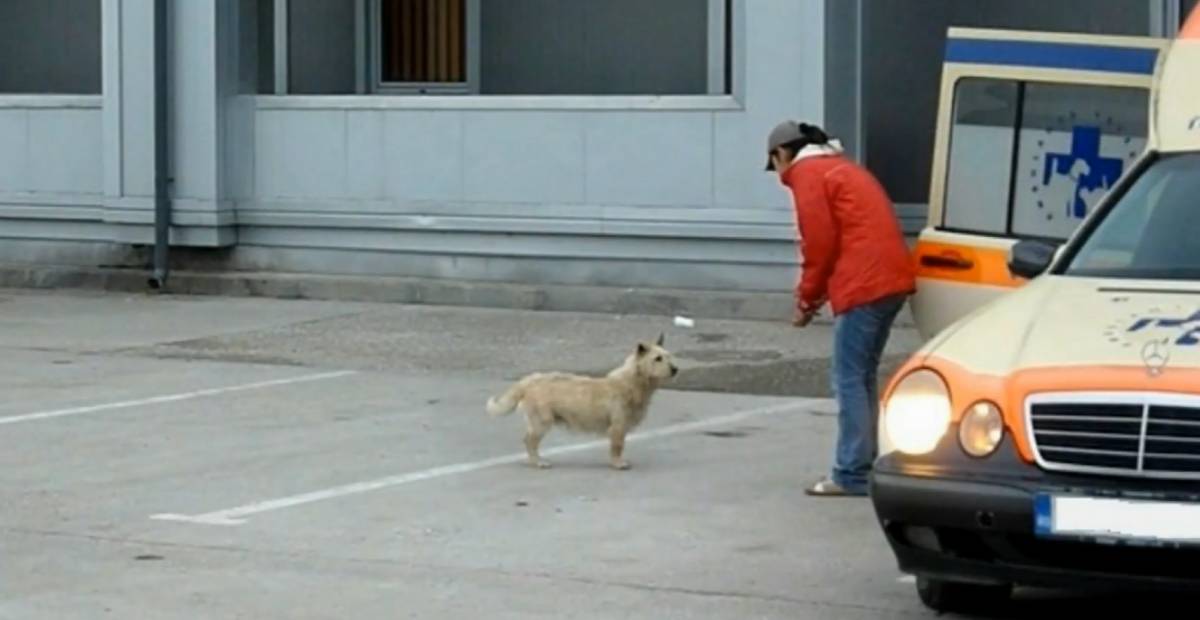Rescuers carefully approach the stray pooch