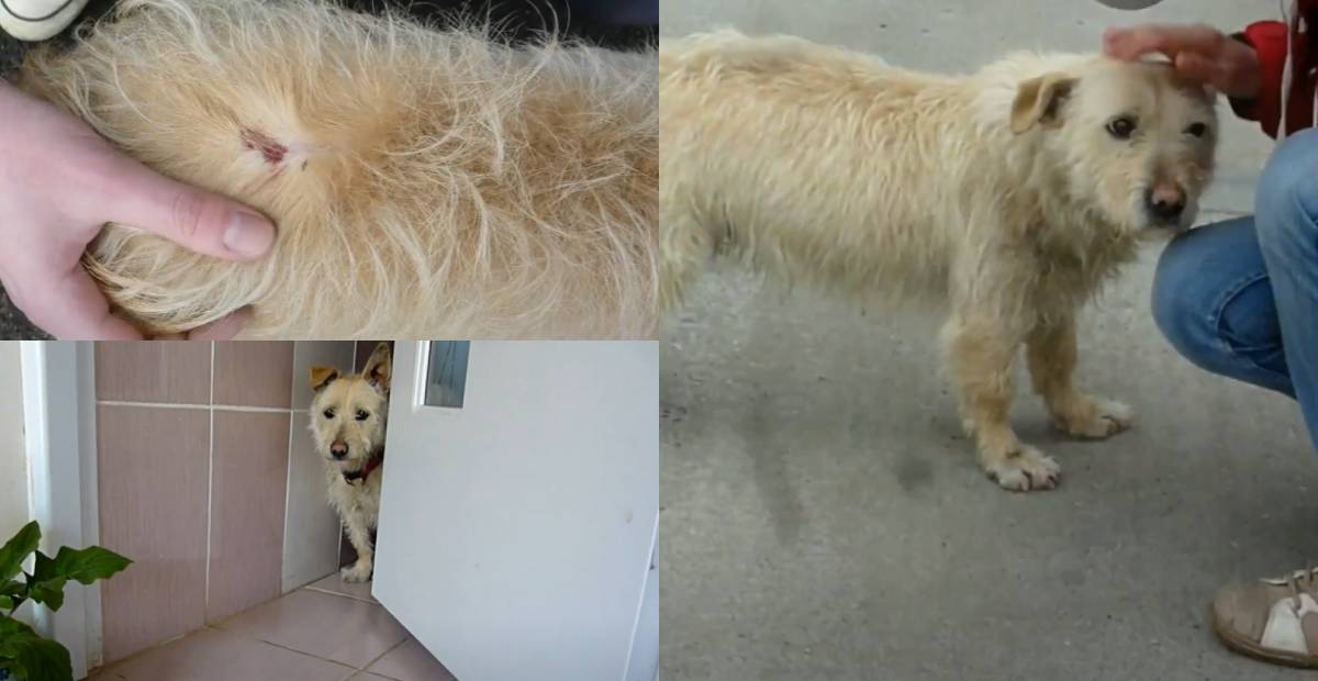 Stray dog Zuzi being rescued by shelter volunteers