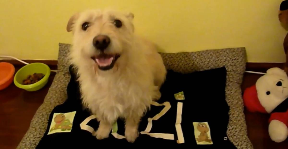 Zuzi the stray dog on her own pillow at the shelter