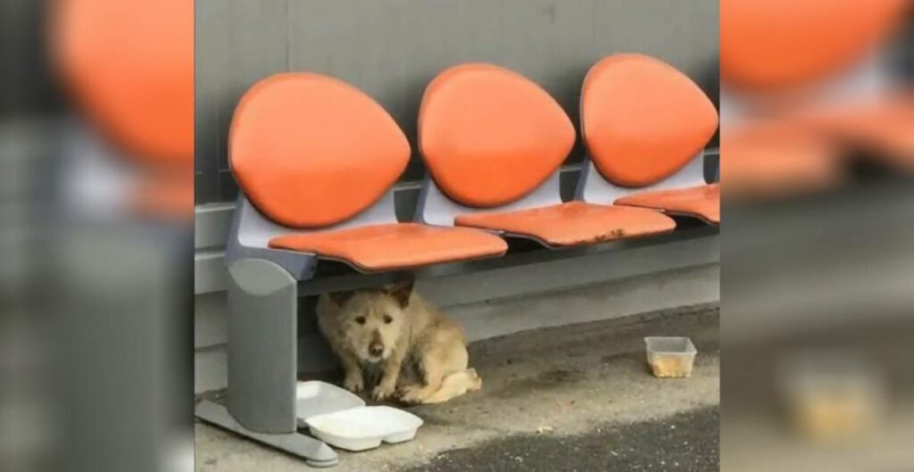 A stray dog cowers under a chair